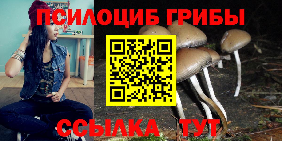 Галлюциногенные грибы Psilocybe Кизилюрт